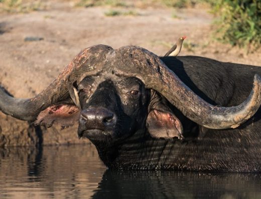 Kruger Safari Africa