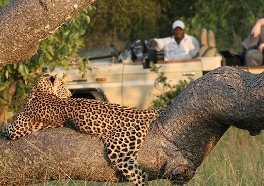 Kruger Safari Africa