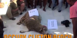 The occupation of Clifton beach, South Africa