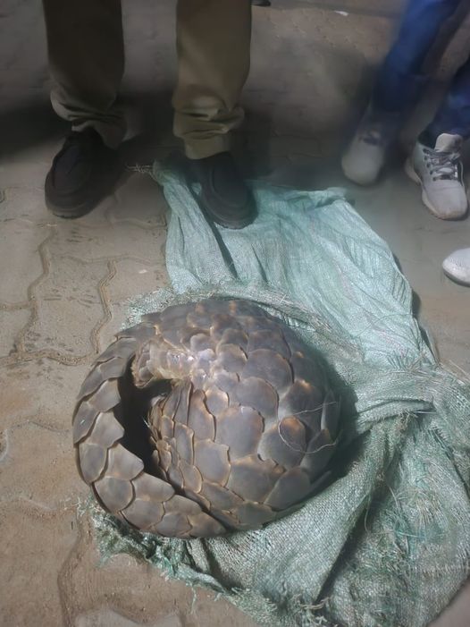 Four more suspects bust in possession of a pangolin