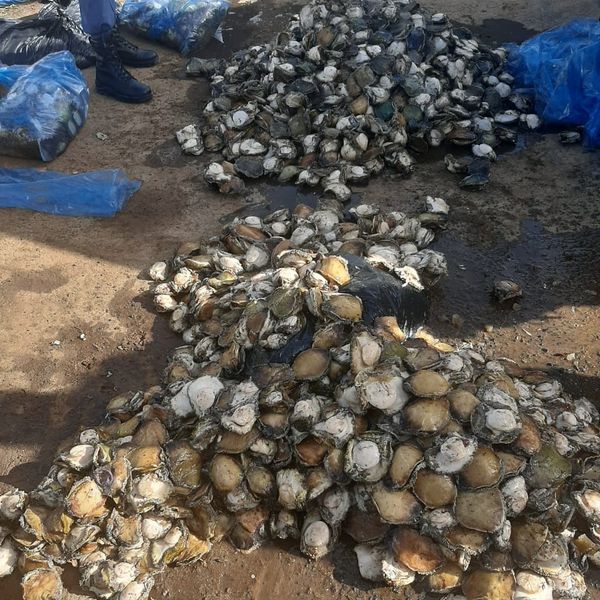 Highway patrol nabs two on the N1 Road with abalone