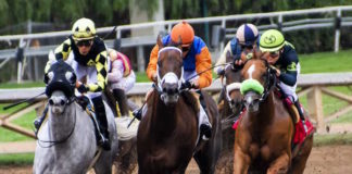 Spectacular horseraces: more than missing vertebrae, ‘Soup’ and Shoemakers Spectacular horseraces: more than missing vertebrae, ‘Soup’ and Shoemakers