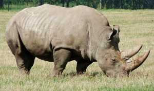 rhino-poaching