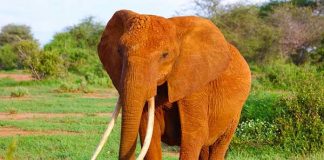Trophy hunters in Timbavati must not be allowed to target a tusker