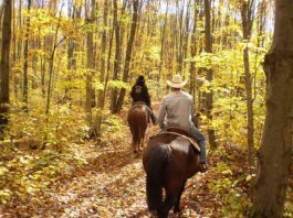 Horseback Jungle Safari Spells Thrill and Excitement! Choose from the following choices