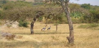 Things to Know about Bwindi Impenetrable National Park Travel