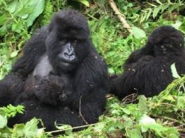 Uganda, Meeting with The Last Mountain Gorillas