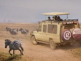 When to Plan a Tanzania Safari