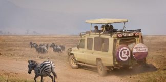 When to Plan a Tanzania Safari