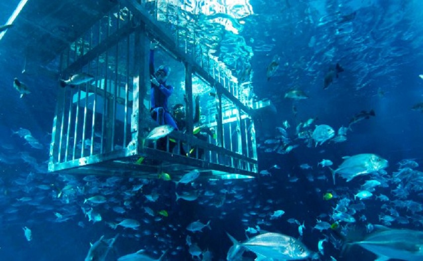 Aquarium dive.jpg