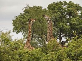 SA’s parks dominates Best Safari Parks 2019 list