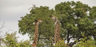 SA’s parks dominates Best Safari Parks 2019 list