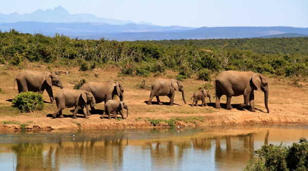 Best Places to See the Big 5 in South Africa
