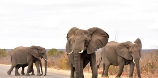 10 Adventurous must-see things to do in the Kruger National Park