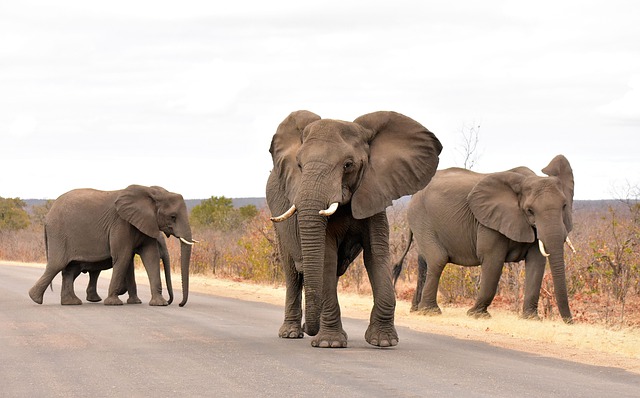 kruger-national-park-1-4767758_640 10 Adventurous must-see things to do in the Kruger National Park
