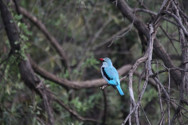 Woodland kingfisher. Image source: Pixabay</figcaption>