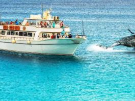Choice of stunning whale watching tours & cruises in Brisbane