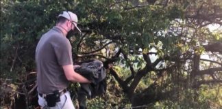 Crocworld Conservation Centre’s successful release of juvenile Spotted Eagle Owl