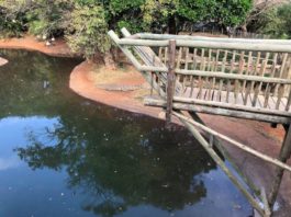 KZN South Coast’s Crocworld Conservation Centre announces exciting new attractions
