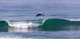 Spring-time wave-riding on the KZN South Coast