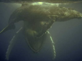 John Miller, of Shark Cage Diving KZN, swimming alongside a humpback whale mother and her calf.