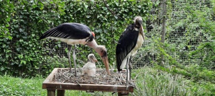 Stork brings double surprise to Crocworld Conservation Centre