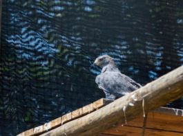 Crocworld birds enjoy new top-notch facilities