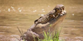 10 reasons you should visit Crocworld Conservation Centre on the KZN South Coast