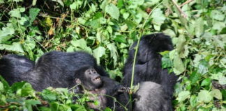 The best places to go mountain Gorilla trekking in Africa