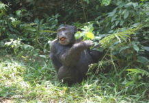 Uganda chimpanzee tracking experience
