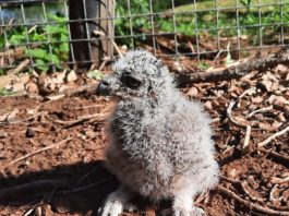 Spotted eagle owlet