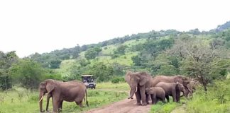 Best Guide to Rwanda's National Parks