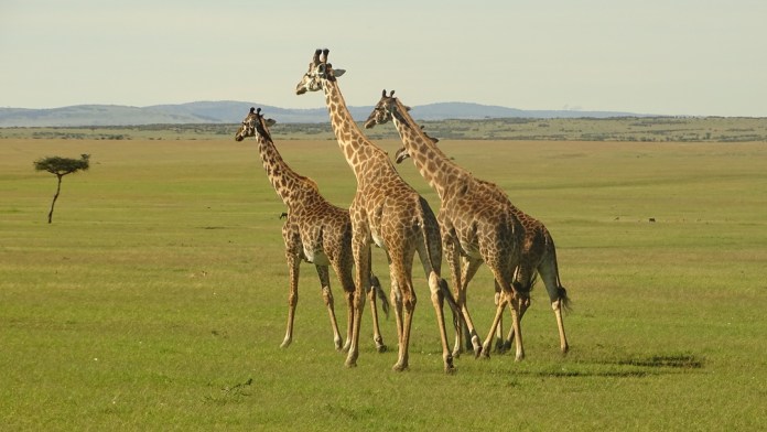 Top places to visit in Kenya
