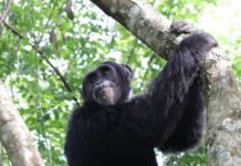 Best Places to do Chimpanzee Tracking in Uganda