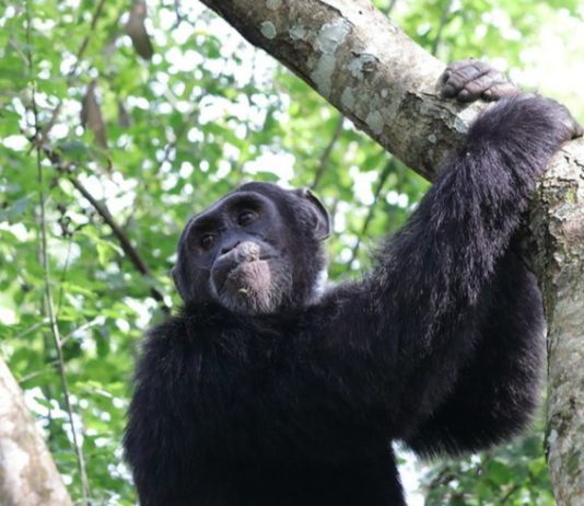 Best Places to do Chimpanzee Tracking in Uganda