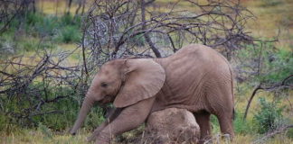 Baby elephant