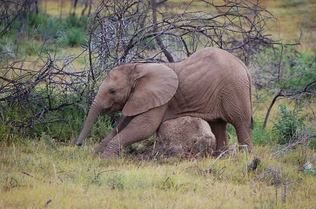 baby-elephant-g9270834cb_640 Baby elephant
