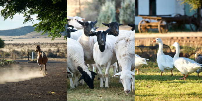 BLOEMHOFKAROO - STOLEN MOMENTS CAPTURED IN TIME, IN THE HEART OF THE UPPER KAROO 8 screenshot 2022 03 09 at 10 29 42