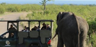 Experience the wonders of the Kruger with a 3 Day Kruger Park Safari