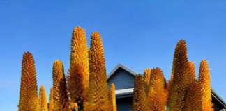 Aloes welcome sardines for a mid-South Coast winter spectacle