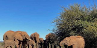 Top 3 safari hide experiences in South Africa