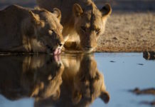 First luxury seasonal camps to open in Kruger National Park
