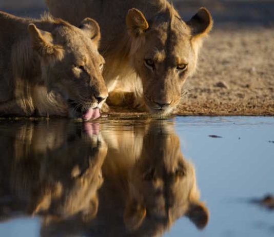 First luxury seasonal camps to open in Kruger National Park