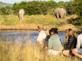 Take a walk on the wild side at Lalibela Game Reserve