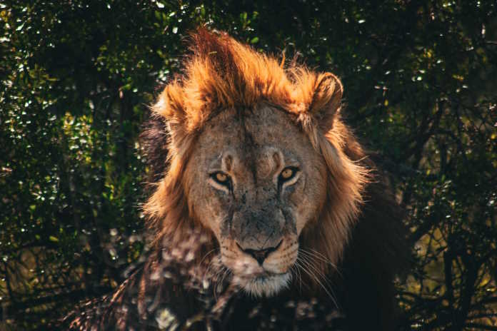 Take a walk on the wild side at Lalibela Game Reserve 1 The Soft Walking Safari