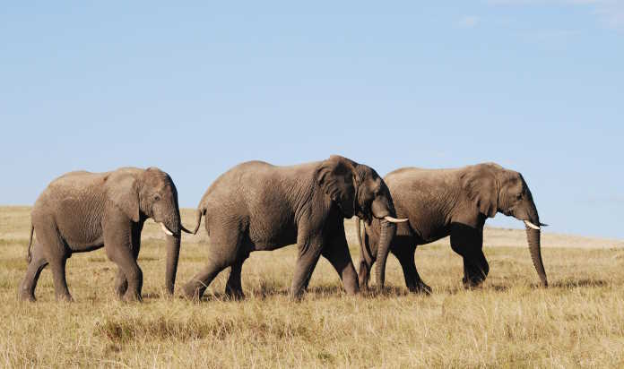 From Cape Town to Gqeberha: The ultimate itinerary for South Africa’s Cape regions 1 Lalibela Game Reserve