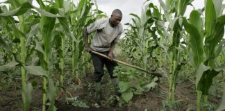 
                    Kenyan B2B Agri-Tech Startup Taimba Gets $ 100K in Funding from Gray Matters Capital’s coLABS                