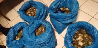 Four suspects arrested for possession of abalone, Milnerton. photo: SAPS