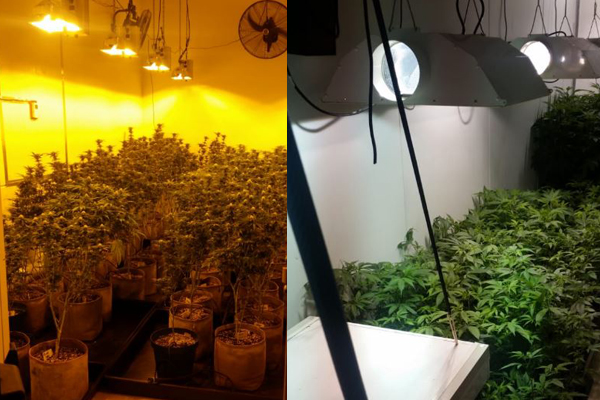 Hawks continue clamping down on hydroponic dagga labs in the Cape