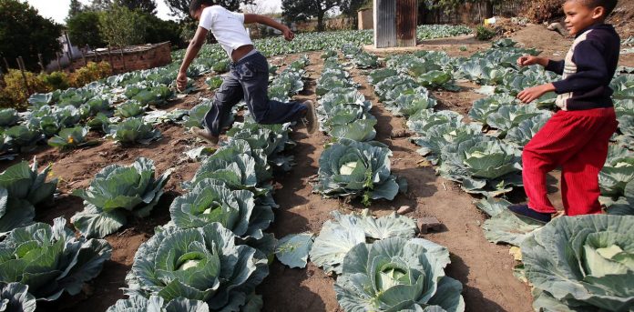 Children play in a cabbage patch near their home in Modderspruit, near Rustenburg, South Africa. EFE-EPA/Halden Krog